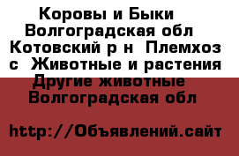 Коровы и Быки  - Волгоградская обл., Котовский р-н, Племхоз с. Животные и растения » Другие животные   . Волгоградская обл.